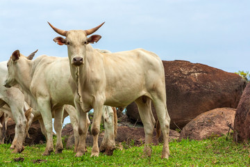 Touro Nelore IMG_8689