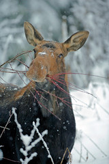 Big Moose Cow in the snow feeding willow twigs, close up