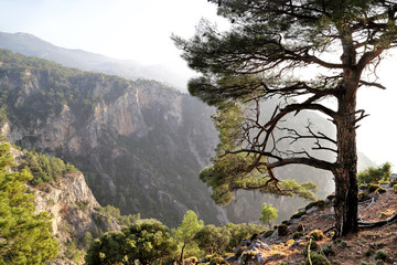 Naklejka na ściany i meble Pine tree growing on the edge of a cliff in the mountains on the Lycian Way in Turkey.