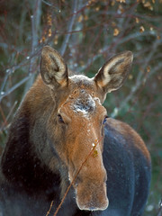 Big Cow Moose in winter storm feeding on rose bush twigs.