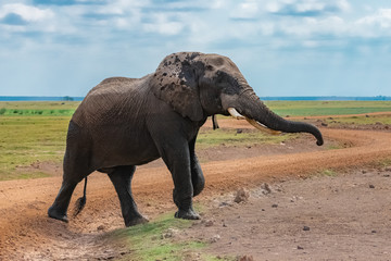 A large elephant coming out of the river, all wet, in the marshes in Tanzania, in the Ngorongoro crater
