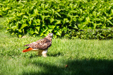 falcon with a worm in his mouth