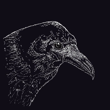 Raven In Pointillism Technique On A Liner.