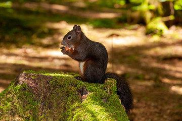 Eichhörnchen mit Nuss