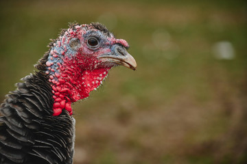 portrait of turkey
