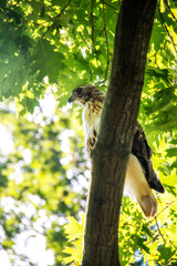falcon with a worm in his mouth