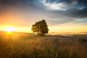 Fototapeta na wymiar Samotne drzewo na Podhalu podczas wschodu słońca, Polska