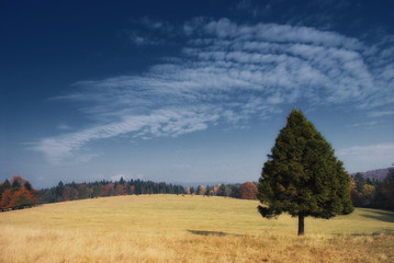 Samotne drzewo w Beskidzie Niskim, Polska