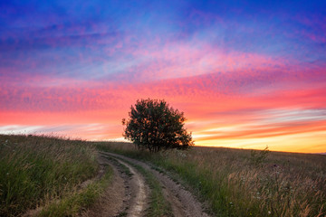 Samotne drzewo na Podhalu podczas wschodu słońca, Polska