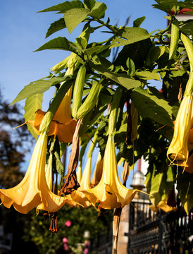 wundersch&ouml;ne Bl&uuml;ten der giftigen Engelstrompete