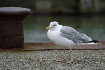 Obraz premium Hafenszene mit Seemöve am Kai - Stockfoto