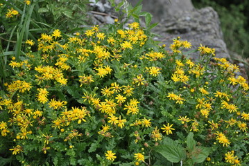 yellow flowers in the mountains