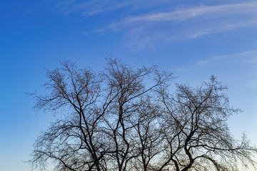 Fototapeta na wymiar Leafless tree branches on a background of blue sky autumn landscape.