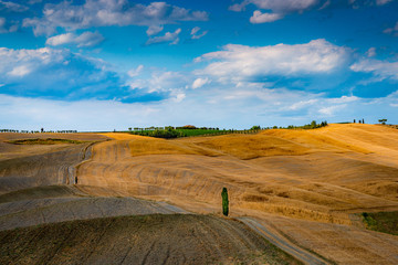 Obraz premium Dirt road towards horizon with isolated cypress tree in the rolling hills. Travel destination Tuscany, Italy