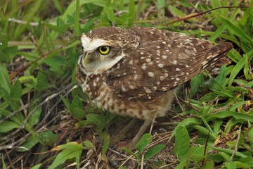 owl