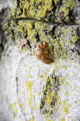 Outer shell of a bug on a tree