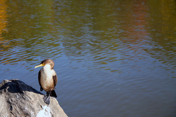 The sleeping bird on a rock in the pond