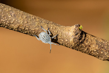 Brown marmorated stink bug (Halyomorpha halys), Entebbe, Uganda