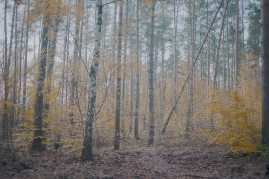 forest in autumn