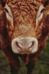 Fototapeta premium portrait of a cow
