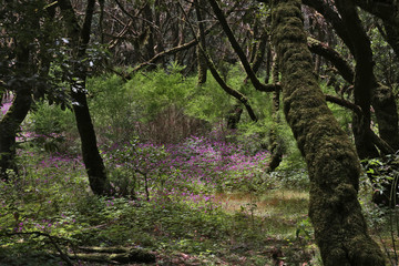 Parque nacional Garajonay