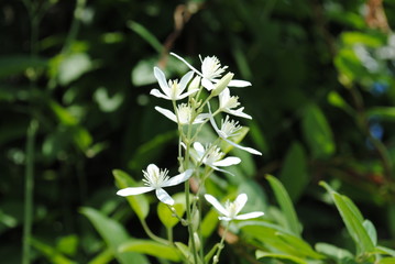 white flower