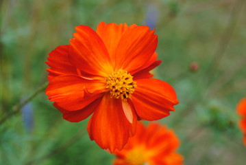 orange flower in the garden