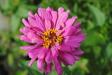 pink flower