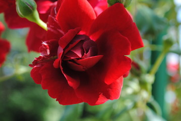 red rose in the garden