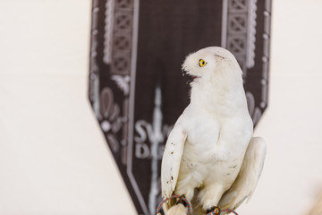 Portrait of a White Owl, Bubo scandiacus, in captivity.