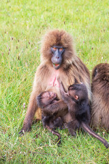Ethiopia. North Gondar. Simien Mountains National Park. Female Simien baboon with two babies.