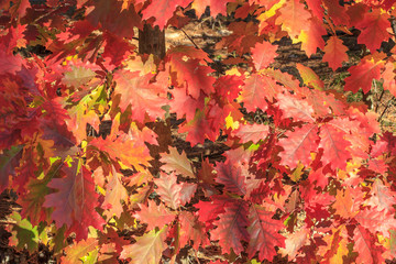 Autumn colorful oak leaves. Brightly colorful autumn oak leaves
