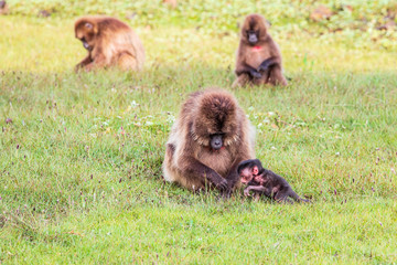 Ethiopia. North Gondar. Simien Mountains National Park. Gelada baboon with a baby.