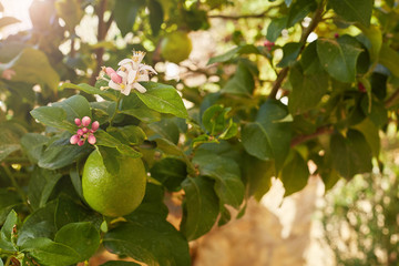 Bunch of fresh green lemons on a lemon tree branch in sunny garden