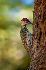 Golden-tailed Woodpecker - Campethera abingoni species of bird in the family Picidae, red head bird with yellow or gold tail pecking on the tree trunk