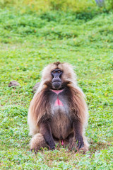 Ethiopia. North Gondar. Simien Mountains National Park. Lone male Gelada baboon.