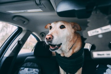 Labrador Retriever Barking At Horses In The Car
