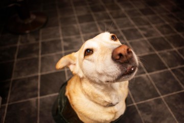 Cute Portrait Of a Labrador Retriever