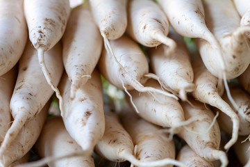 Radish piled up and stacked nicely to be sold at a market. The roots are clearly visible as they are freshly harvested. Still some soil can be seen.