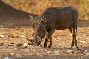 Common Warthog - Phacochoerus africanus  wild member of pig family Suidae found in grassland, savanna, and woodland, in the past it was as a subspecies of P. aethiopicus