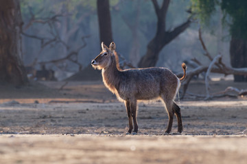 Waterbuck - Kobus ellipsiprymnus  large antelope found widely in sub-Saharan Africa. It is placed in the genus Kobus of the family Bovidae
