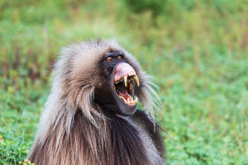 Ethiopia. North Gondar. Simien Mountains National Park. Lone male Gelada baboon showing it's canine teeth.
