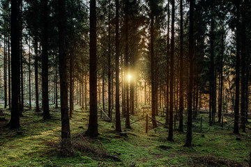 Grüner Boden aus Moos im Wald während die Sonne durch die Bäume scheint beim Sonnenuntergang