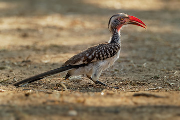Southern Red-billed Hornbill - Tockus erythrorhynchus rufirostris  family Bucerotidae, which is native to the savannas and dryer bushlands of southern Africa
