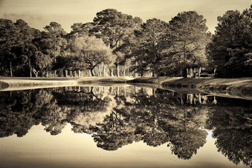 Live Oak Reflections