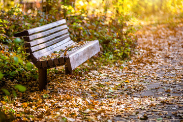 Autumn background-bench in the city Park