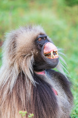 Ethiopia. North Gondar. Simien Mountains National Park. Lone male Gelada baboon showing it's canine teeth.