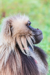 Ethiopia. North Gondar. Simien Mountains National Park. Lone male Gelada baboon, in profile.