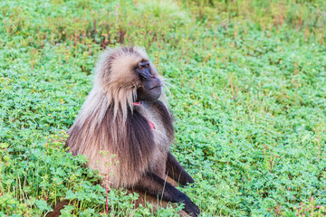 Ethiopia. North Gondar. Simien Mountains National Park. Lone male Gelada baboon.