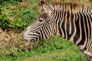 Fototapeta na wymiar a zebra enjoying in its territory